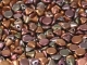 #00.00 50 Stck. Button Beads 4mm Purple iris Gold