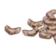 #00.05 - 30 Stück Chevron Duo Bead 10x4mm - Crystal Bronze Lustered