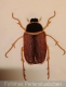 Stickdatei "Junikäfer"