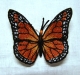 Stickdatei "FSL - Schmetterling_Monarch - 79x56 mm"