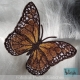 Stickdatei "FSL - Schmetterling_Monarch - 79x56 mm"