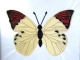 Stickdatei "FSL - Schmetterling-gelber Aurorafalter - 78 x 54 mm"