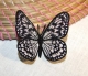 Stickdatei "FSL - Schmetterling-Schachbrettfalter - 79x60 mm"