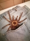 Stickdatei "FSL - Spinne-Tarantel" ca. 150 mm