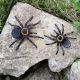 Stickdatei "FSL - Spinne-Tarantel" ca. 130 mm