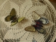 Stickdatei "FSL & ITH - Schmetterling Mormon" --- Design Pack