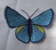Stickdatei "FSL & ITH - Schmetterling-Bläuling N°2 " --- ca. 140 mm