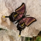 Stickdatei "FSL - Schmetterling-Kaiser von Indien - Teinopalpus imperialis " --- ca. 80 mm