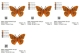 Stickdatei "FSL Schmetterling Kaisermantel" --- Design Pack