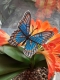 Stickdatei "FSL & ITH - Schmetterling Limenitis Arthemis Arizonensis" --- Design Pack