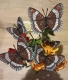 Stickdatei "FSL - Schmetterling Limenitis Arthemis White Admiral" --- Design Pack