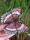 Stickdatei "FSL - Schmetterling Limenitis Arthemis White Admiral" --- Design Pack
