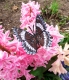Stickdatei "FSL - Schmetterling Limenitis Arthemis White Admiral" --- Design Pack