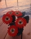 Stickdatei "FSL - 3D-Gerbera" --- Design Pack