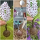 Stickdatei "FSL - 3D-Hyacinthe" --- Design Pack
