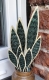 Stickdatei "FSL - 3D-Grünpflanze Sansevieria" --- Design Pack