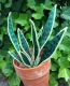 Stickdatei "FSL - 3D-Grünpflanze Sansevieria" --- Design Pack