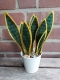 Stickdatei "FSL - 3D-Grünpflanze Sansevieria" --- Design Pack