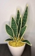 Stickdatei "FSL - 3D-Grünpflanze Sansevieria" --- Design Pack