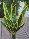 Stickdatei "FSL - 3D-Grünpflanze Sansevieria" --- Design Pack