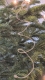 Stickdatei "FSL - Topper-Luftschlange/Spirale"