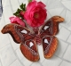 Stickdatei "FSL & ITH - Schmetterling Atlasspinner (Attacus atlas)" --- Design Pack
