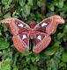 Stickdatei "FSL & ITH - Schmetterling Atlasspinner (Attacus atlas)" --- Design Pack