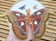 Stickdatei "FSL & ITH - Schmetterling Atlasspinner (Attacus atlas)" --- Design Pack