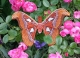 Stickdatei "FSL & ITH - Schmetterling Atlasspinner (Attacus atlas)" --- Design Pack