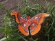 Stickdatei "FSL & ITH - Schmetterling Atlasspinner (Attacus atlas)" --- Design Pack