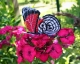 Stickdatei "FSL & ITH - Schmetterling Annas 88 (Diaethria anna)" --- Design Pack