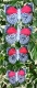 Stickdatei "FSL - Schmetterling Annas 88 (Diaethria anna)" --- Design Pack