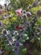 Stickdatei "FSL & ITH - Schmetterling Distelfalter (Vanessa cardui)" --- Design Pack