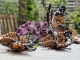 Stickdatei "FSL & ITH - Schmetterling Distelfalter (Vanessa cardui)" --- Design Pack