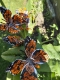 Stickdatei "FSL & ITH - Schmetterling Distelfalter (Vanessa cardui)" --- Design Pack