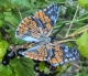 Stickdatei "FSL & ITH - Schmetterling Distelfalter (Vanessa cardui)" --- Design Pack