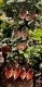 Stickdatei "FSL & ITH - Schmetterling Distelfalter (Vanessa cardui)" --- Design Pack