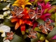 Stickdatei "FSL & ITH - Schmetterling Distelfalter (Vanessa cardui)" --- Design Pack