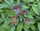 Stickdatei "FSL - Schmetterling Distelfalter (Vanessa cardui)" --- Design Pack