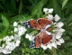 Stickdatei "FSL - Schmetterling Distelfalter (Vanessa cardui)" --- Design Pack