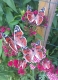 Stickdatei "FSL - Schmetterling Distelfalter (Vanessa cardui)" --- Design Pack