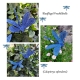 Stickdatei "FSL & ITH - Libelle-Blauflügel-Prachtlibelle (Calopteryx splendens)" --- Design Pack