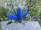 Stickdatei "FSL & ITH - Libelle-Blauflügel-Prachtlibelle (Calopteryx splendens)" --- Design Pack