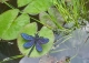 Stickdatei "FSL & ITH - Libelle-Blauflügel-Prachtlibelle (Calopteryx splendens)" --- Design Pack