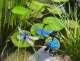 Stickdatei "FSL & ITH - Libelle-Blauflügel-Prachtlibelle (Calopteryx splendens)" --- Design Pack