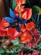 Stickdatei "FSL & ITH - Libelle-Blauflügel-Prachtlibelle (Calopteryx splendens)" --- Design Pack