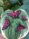 Stickdatei "FSL & ITH - Schmetterling Sechsfleck_Widderchen (Zygaena_filipendulae)" --- Design Pack