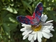 Stickdatei "FSL & ITH - Schmetterling Sechsfleck_Widderchen (Zygaena_filipendulae)" --- Design Pack