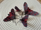 Stickdatei "FSL & ITH - Schmetterling Sechsfleck_Widderchen (Zygaena_filipendulae)" --- Design Pack