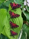 Stickdatei "FSL & ITH - Schmetterling Sechsfleck_Widderchen (Zygaena_filipendulae)" --- Design Pack